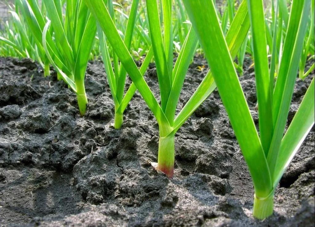 �����������࣬����ǰ�����⼸�㣬���롢��׳������