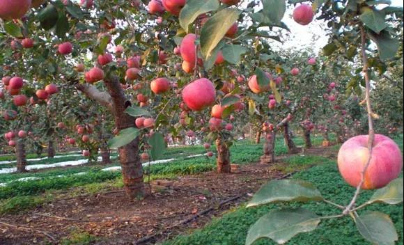 �＾ʩ�������׷���8�����󣡹�ũ�ؿ���