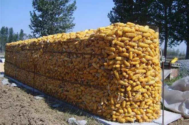 �����ջ�������������죬Ϊ�˱�����ַ�ù�������ũ������ô����