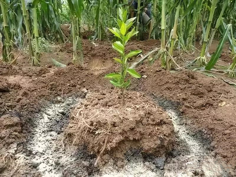 �����л���Ч���������Щԭ����ɵģ�