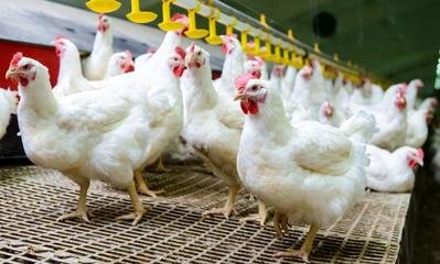 �ڶ�����ֳ��Ӧ���˽��������ʶ