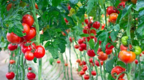 ���Ҵ�������߲˽���ʢ���ڣ����׷�ʲ��ܴٲ���Ʒ��