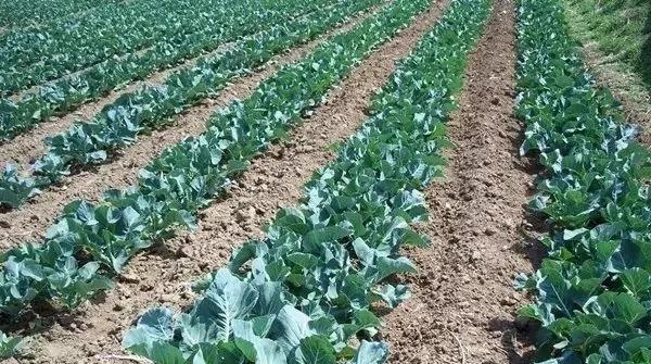 52�ֲ��溦���Σ�ũҩ�����ط�