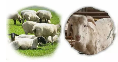 ��������Ҫ�����������£�