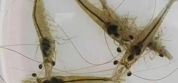 ά����C����ȷ�÷���VC�Ǹ�����VC�������㶼֪���������ʹ�÷�����ȷ��