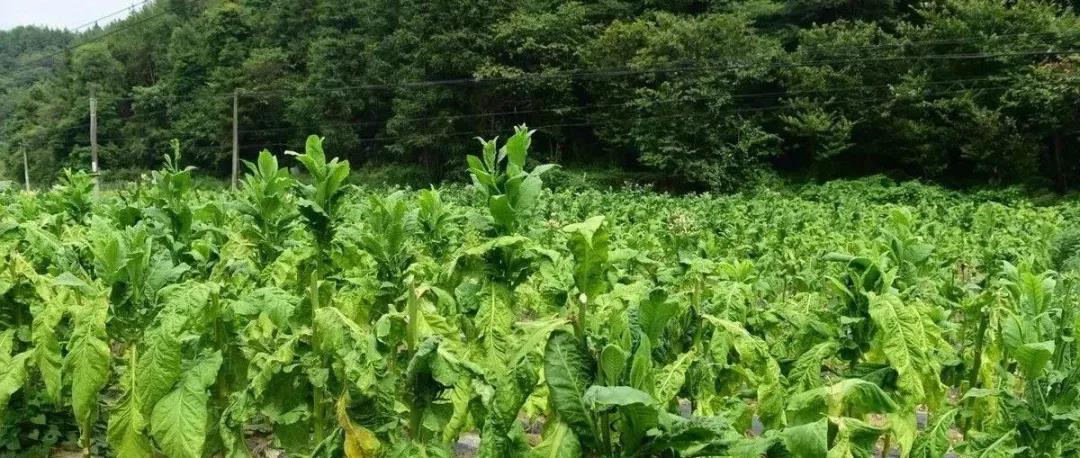 ���ҩ���׾������ã����μ���������������������β�����