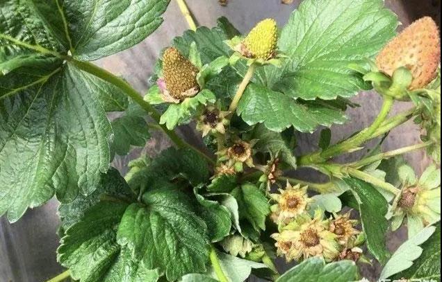 �����ݮ���ڣ����������������Σ����