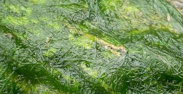 ���γصġ�ˮ�ݡ�