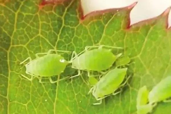 Σ��ֲ�����󳣼�����