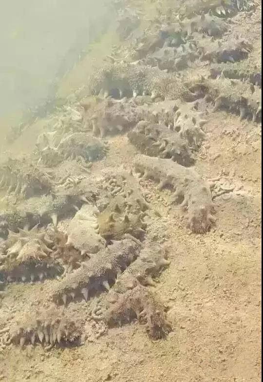 ��������İѿ�