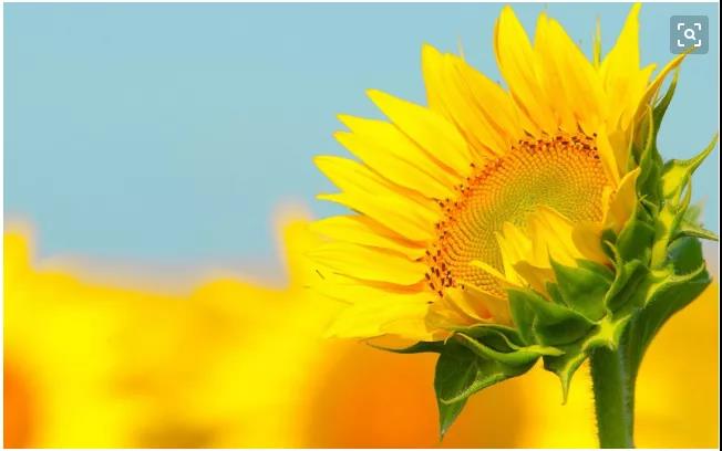 ����Ԫ�ػ�������֪ʶ