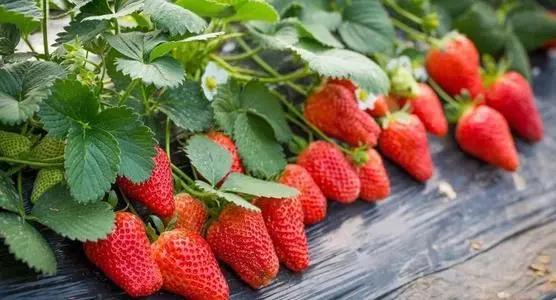 �����������Щ���ã�ʹ�÷�����ע������