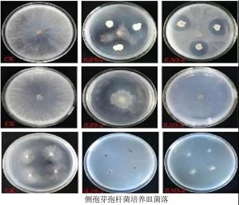 ����ѿ�߸˾�