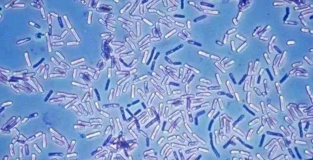 �ݲ�ѿ�߸˾���ҩ���Ƿʣ����ǵ��ڼ�����ô�ú�����