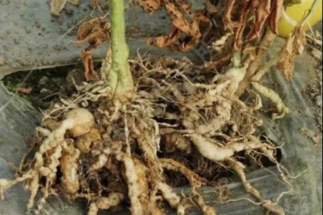 һ�н���ѧ����η��θ����߳�