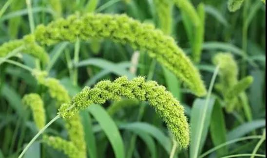 �������������������Ӫ��Ԫ�ؼ�������