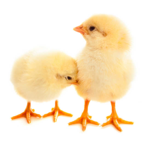 ������С֪ʶ�������ܿ���Щ���ɻ��ʻ�ܸߣ�