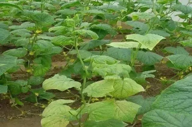 ����ҶƬ���ƣ�����������ԭ��