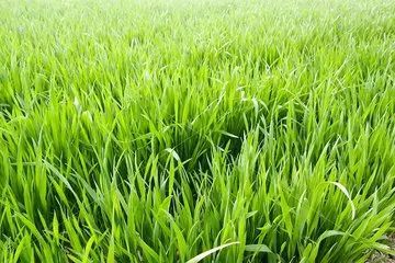 2022�������С�󴺼������������