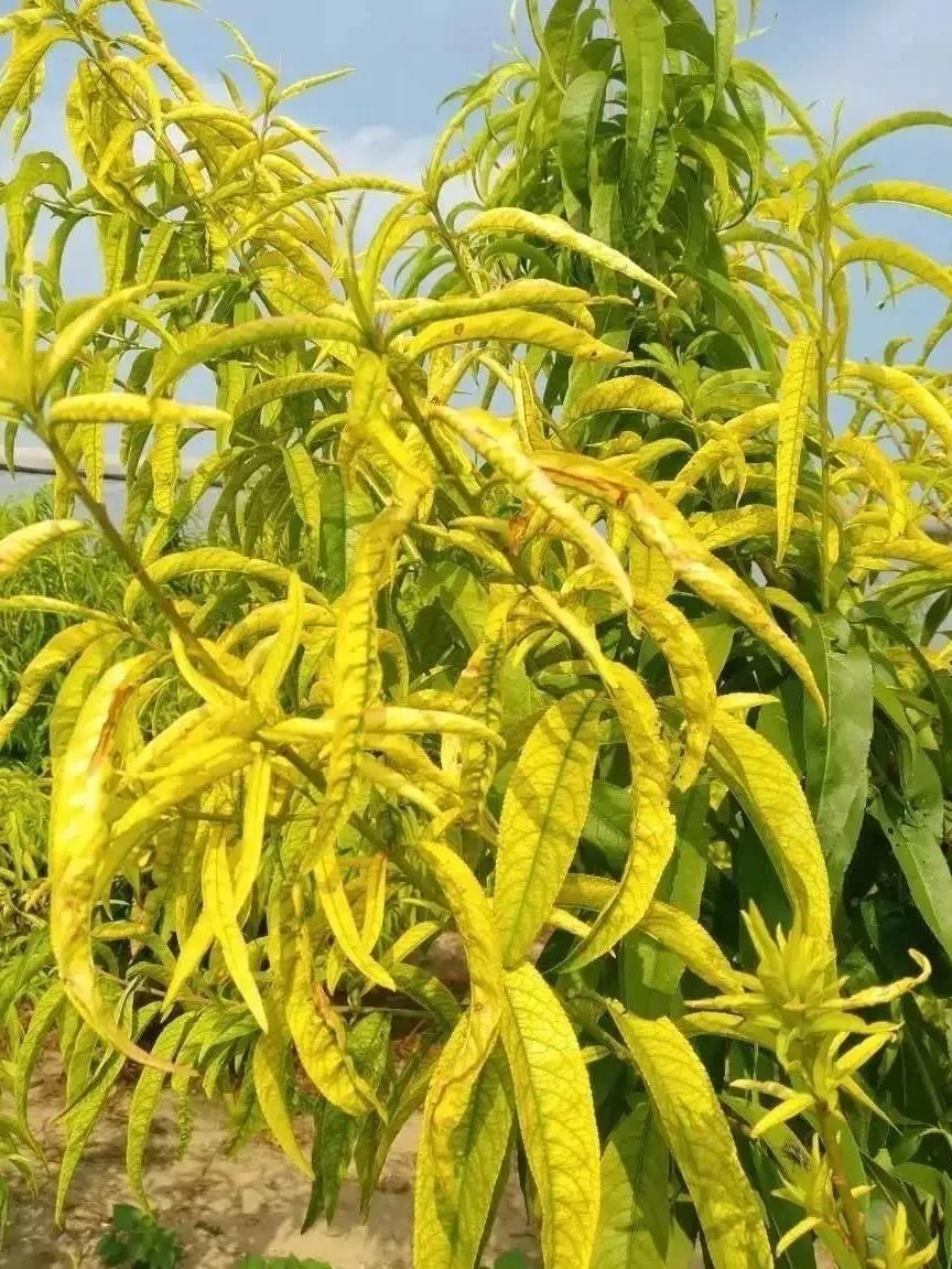 Ҷ�ӷ��ƣ�����ж���ȱ��ԭ��������Ի�ϸ���Բ���