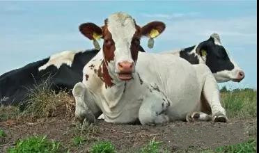 ΢��̬�Ƽ�������ֳ����