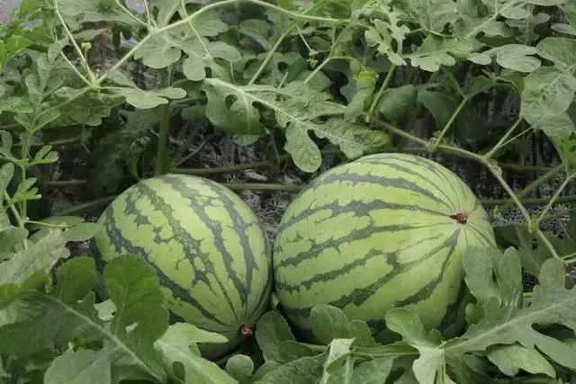 ���Ͼ������߸ɿ���ɶ�������ΰ취����Щ��