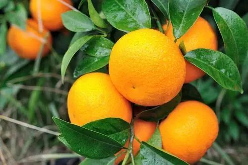 �����������Щ���ã�ʹ�÷�����ע������