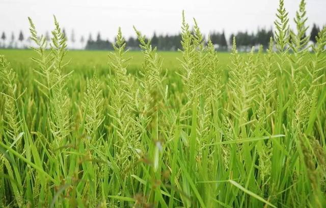 2022��ũ���Ӳݿ�ѧ������������