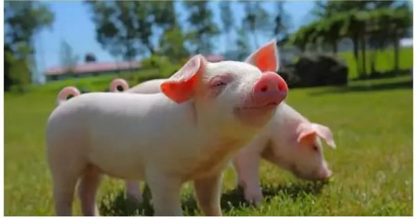 �����Ͻ�����Ч����Ч����