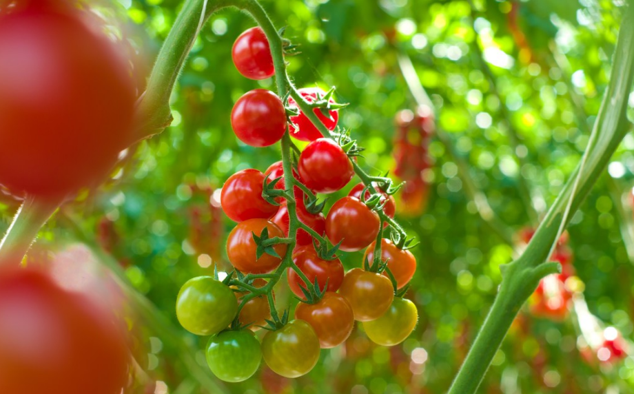 ���´����߲���ֲ������ע���⼸�����