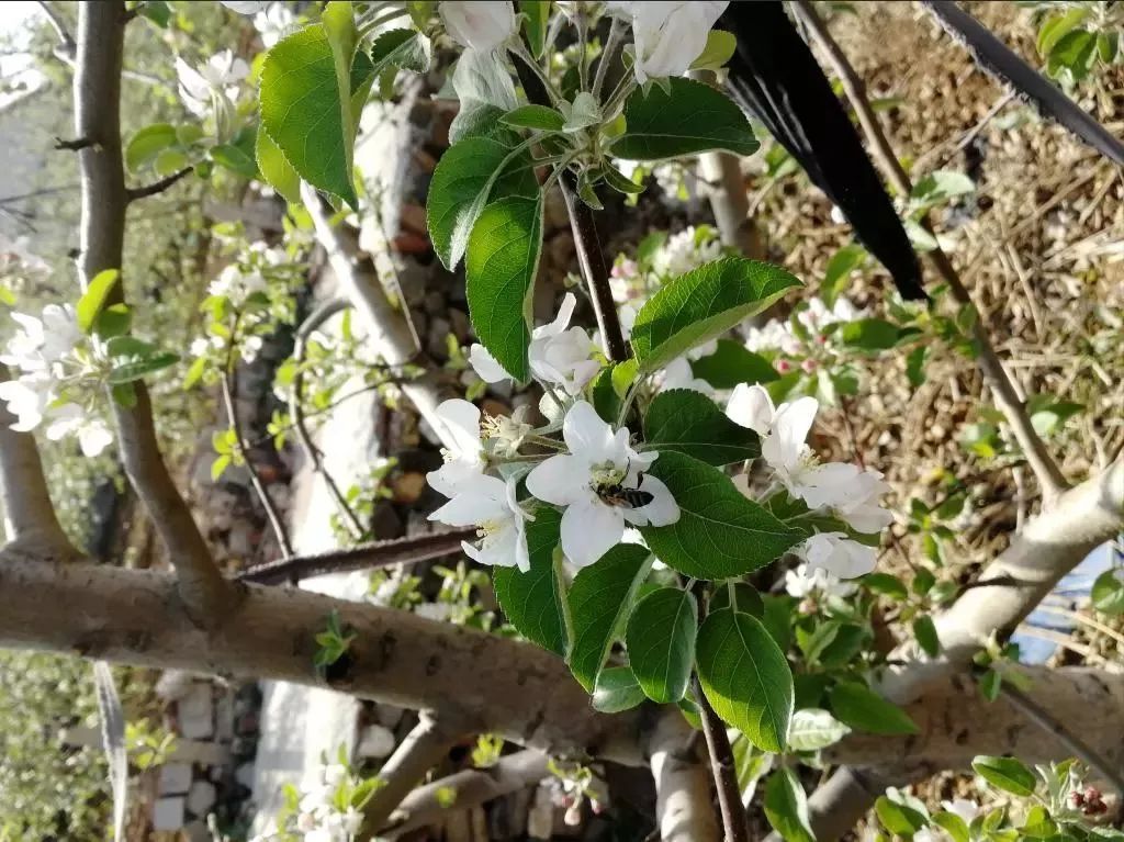 ƻ���������貹�ƣ����Ƽ����ܹؼ���