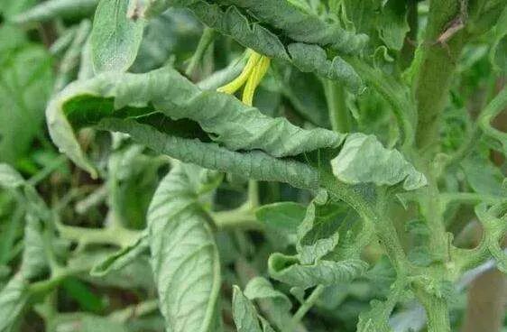 �߲�ҶƬ�����Ͼ����������¾���ԭ��һ����������Щȫ����