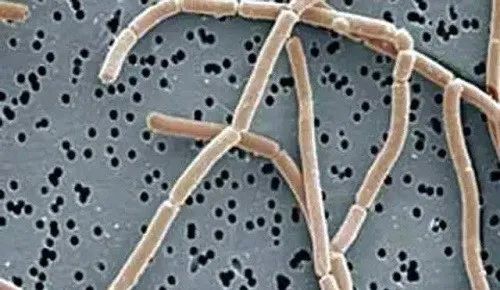 ˮ����ֳ���������������