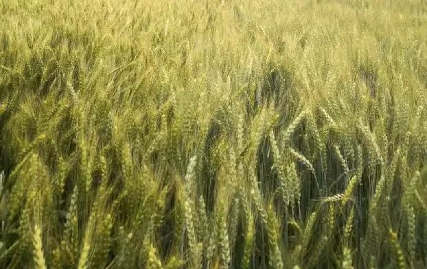 ���ų��죬ʮ���գ�ʮ���죬һ�ɶ�����С��ʲôʱ���ջ���߲����������𰸣�