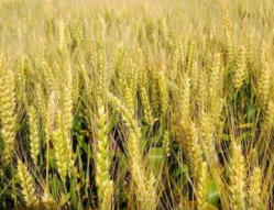 ����ʩ��ԭ���ע������