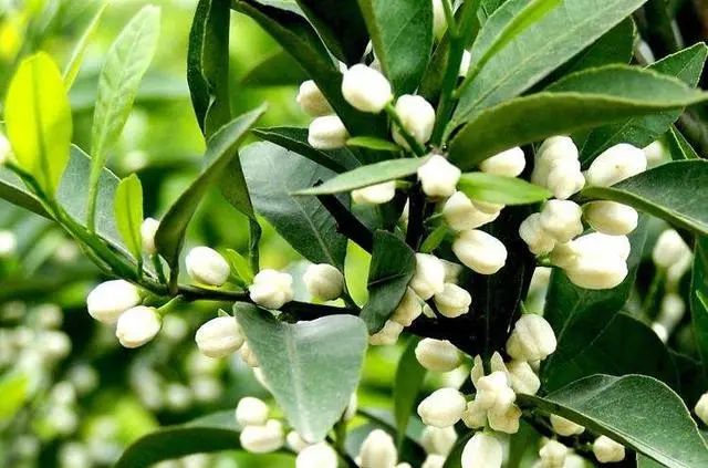 ��ʺ͸Ʒ�����һ��ʹ����Ч��զ����