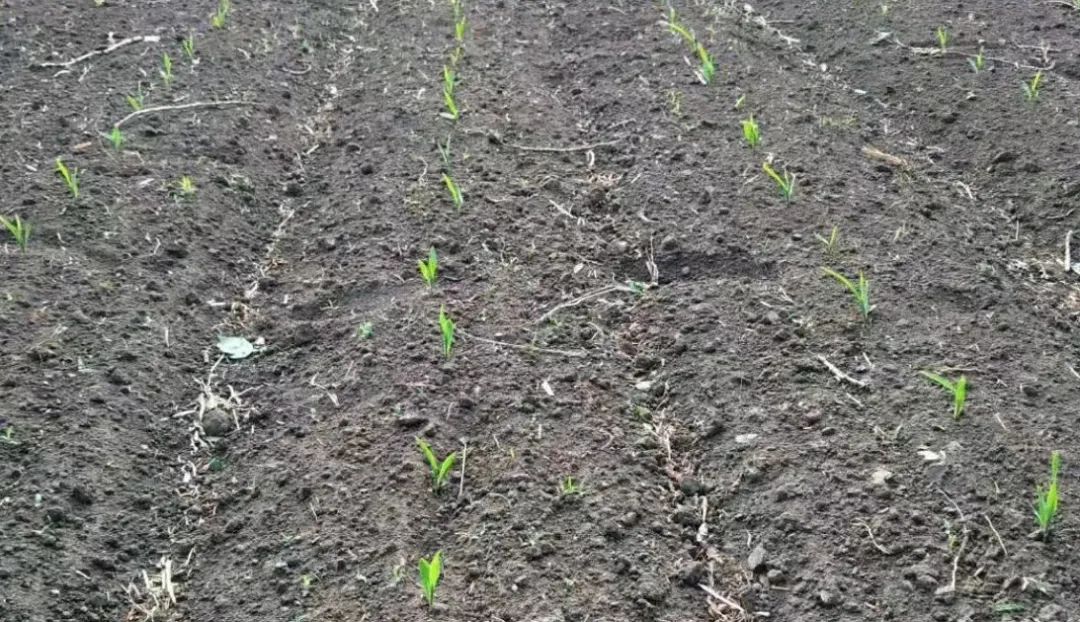 ����ˮ�ܷʣ�1���ܶ�40�����أ�������һ�磬��������׷�ʣ�