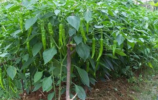 �߲���ֲ���ֲ��⴫��12����С�ط�����