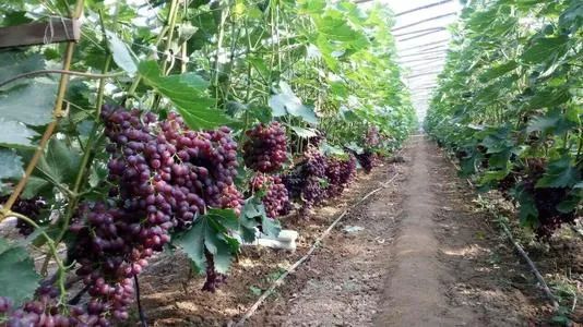 �����ᡢ���ġ��㵰�ף�99%�˶���֪�����е���Ļ