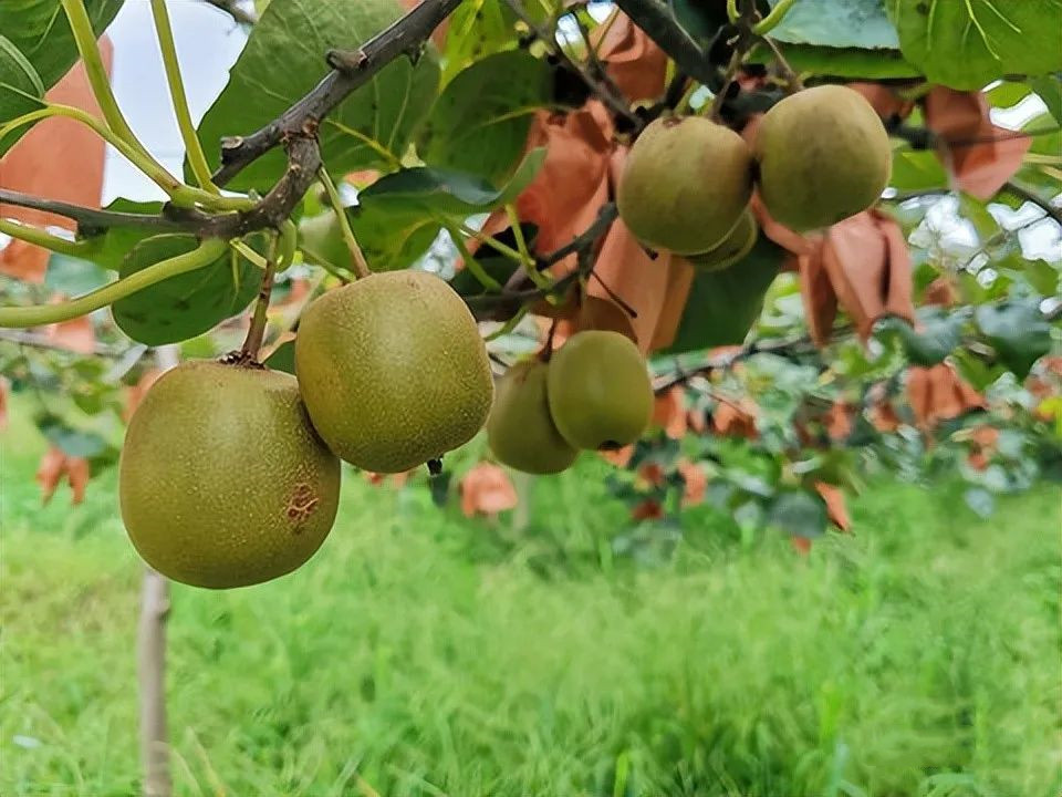 ⨺��ҹ�԰ȫ����Чҩ����ʹ��