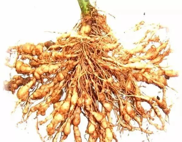 �����߳���η�����ȫ��������ҩ������