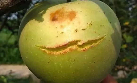 �ѣ��ѣ��ѣ������ѹ��������Ϊȱ����