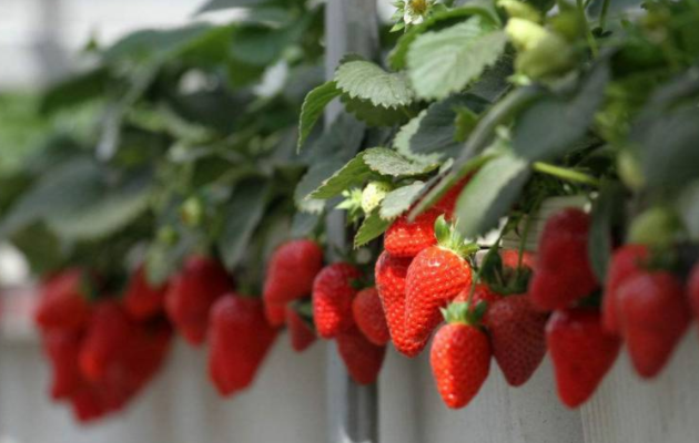 ȫˮ�ܡ������ա�Ӫ�����ḻ�������ڶྭ�����Ƽ���������Ч��Ϊɶ��ôͻ����