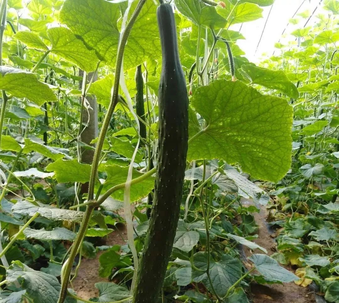 �������������ã���Ч��3����