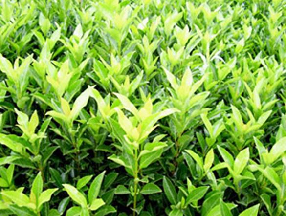 �����������ô󣬹�����ѧʩ��Ч���ѣ�