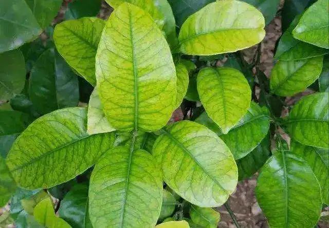 ũ����ȱ�ٵ��׼ص�13��Ӫ��Ԫ�ص�֢״����Щ��