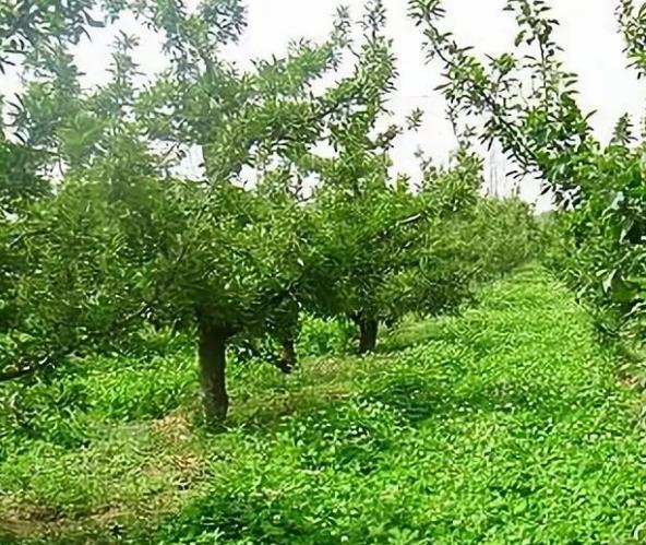 ��԰���ݵ��ߴ�ô����������