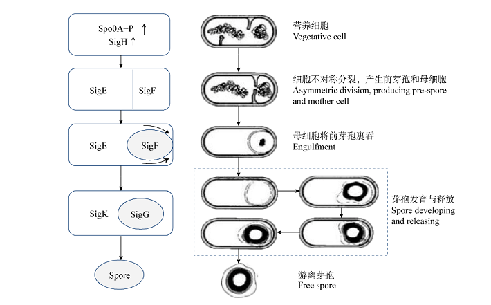 ѿ�߲��������ؼ���߷���