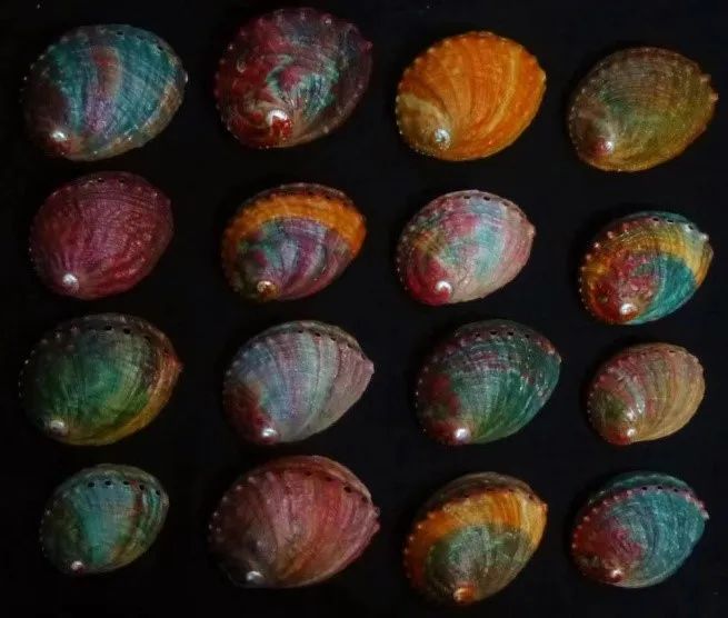 չ��Ԥ�棺���������Ļ�֮���ر�չ ���յ�������Ȼ����ݿ������� ������Ȼ����ݱ������Ƴ��������ء������籫���ղ��Ļ���Ʒչ��