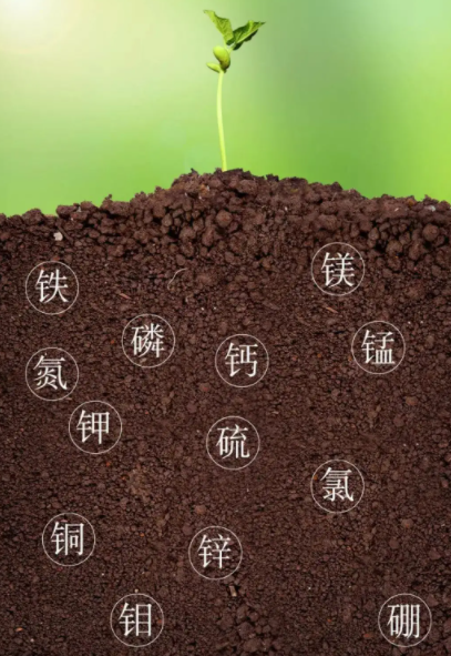 ΢������������ġ���������